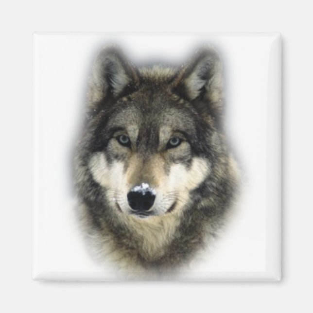 Imã Lobo (Frente)