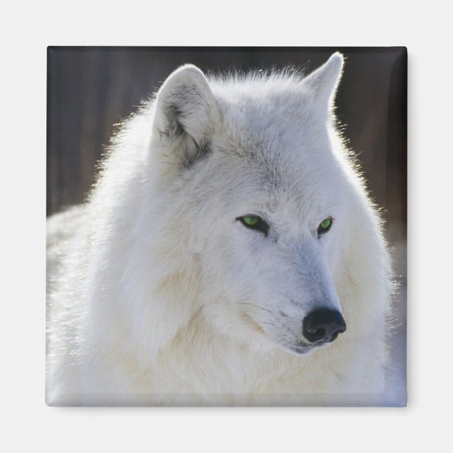 Imã Lobo (Frente)