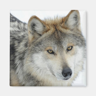 Imã Lobo