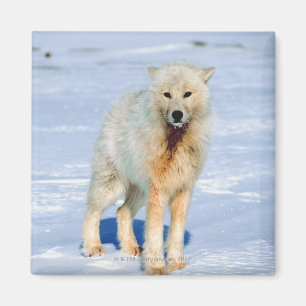 Imã Lobo