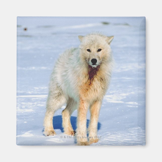 Imã Lobo (Frente)