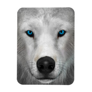 Ímã Lobo Ártico