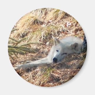 Imã Lobo Ártico #2