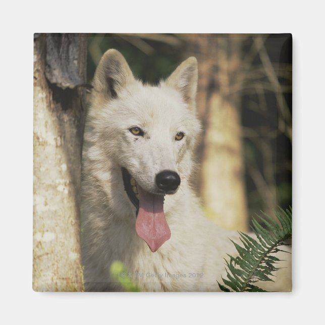 Imã Lobo-ártico na floresta (Frente)