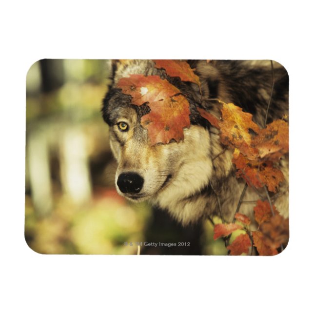 Ímã Lobo (Canis lupus) | Cor do outono (Horizontal)