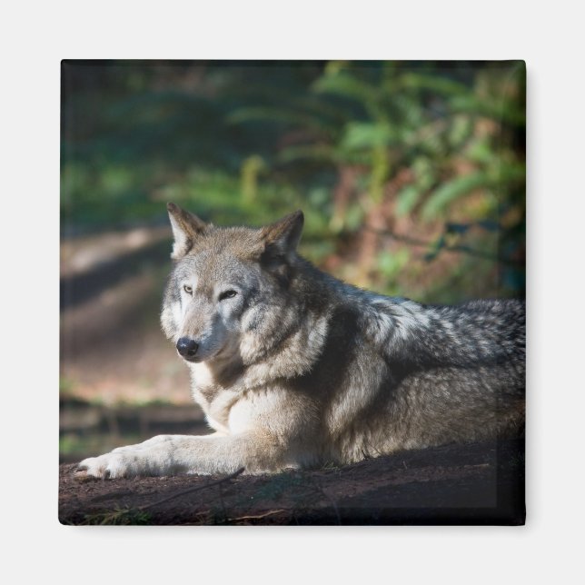 Imã lobo cinza (Frente)