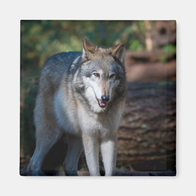 Imã lobo cinza (Frente)