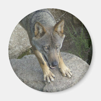 Imã Lobo-cinza europeu