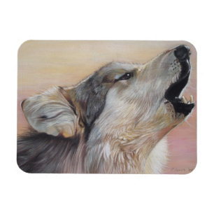 Ímã lobo-cinza guinchando contra o pôr do sol