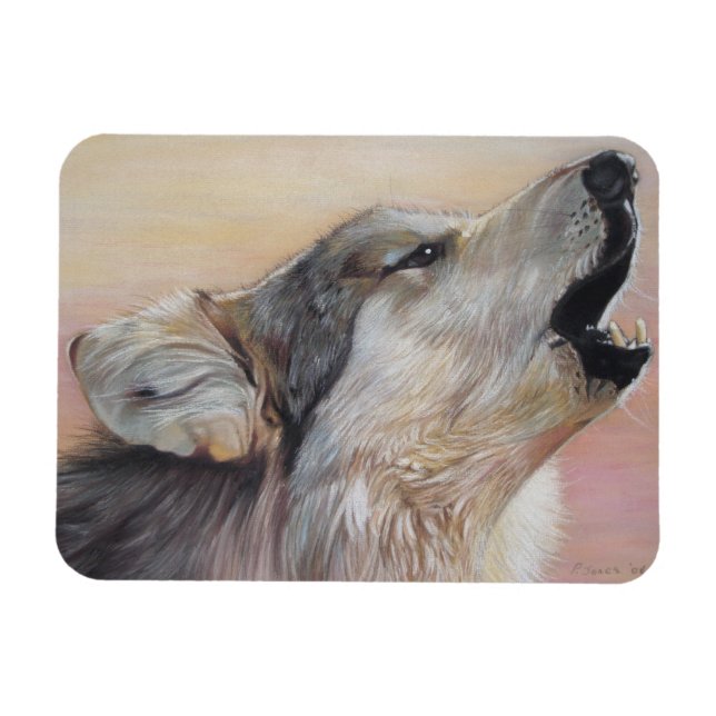 Ímã lobo-cinza guinchando contra o pôr do sol (Horizontal)