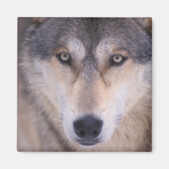 Imã lobo cinzento, Canis lupus, close-up dos olhos (Frente)