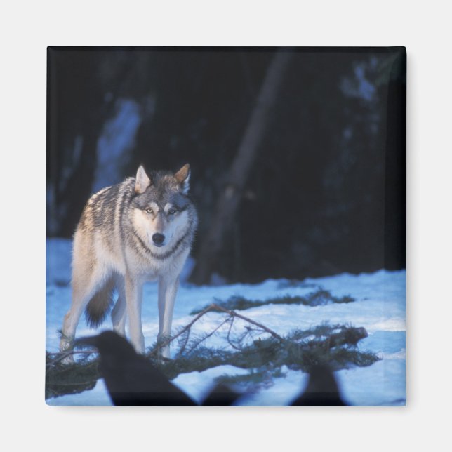 Imã lobo cinzento, Canis lupus, nos contrafortes (Frente)