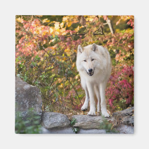 Imã Lobo cinzento curioso