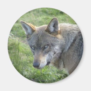 Imã Lobo cinzento europeu