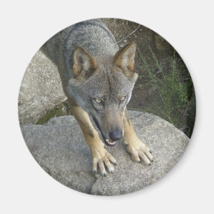 Imã Lobo cinzento europeu