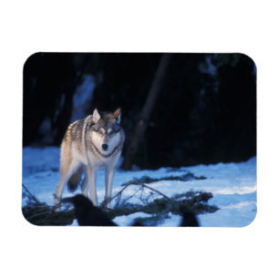 Ímã lobo cinzento, lúpus de Canis, nos montes dos 3