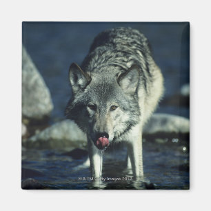 Imã Lobo cinzento no bebendo do outono