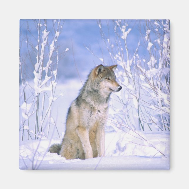 Imã Lobo Cinzento sentado na Neve, Canis lupus, (Frente)