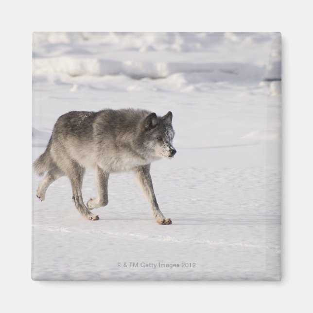 Imã Lobo correndo na neve (Frente)