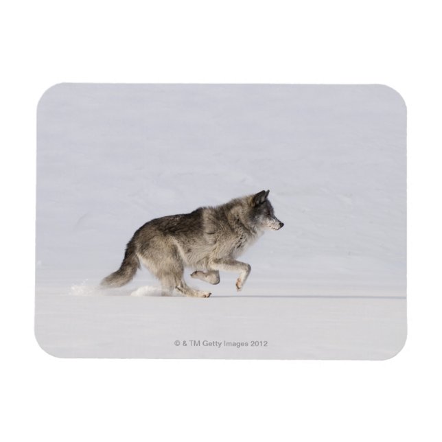 Ímã Lobo correndo na neve 2 (Horizontal)