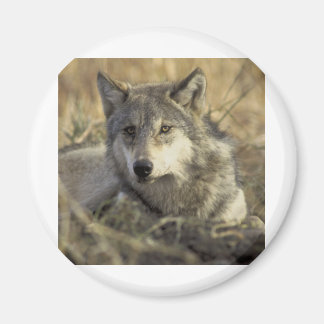 Imã Lobo das Cinzas lindas