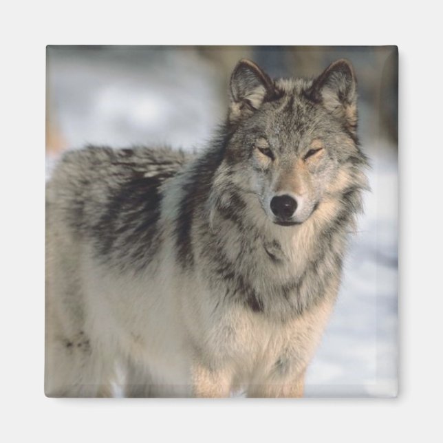 Imã Lobo de Alerta (Frente)