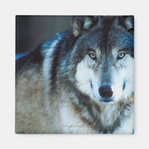 Imã Lobo de madeira