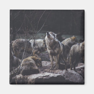 Imã Lobo do lobo do lobo