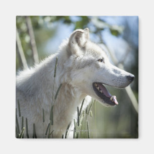 Imã Lobo em Yellowstone.