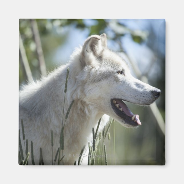 Imã Lobo em Yellowstone. (Frente)