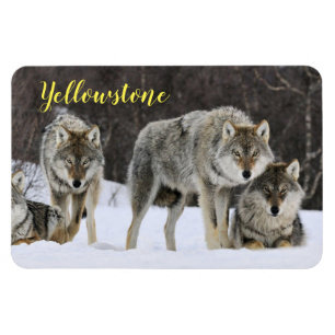Ímã Lobo Magnet-Yellowstone