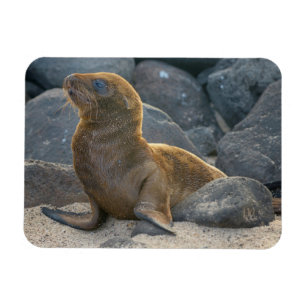 Ímã Lobo-marinho-das-galápagos