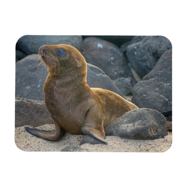 Ímã Lobo-marinho-das-galápagos (Horizontal)