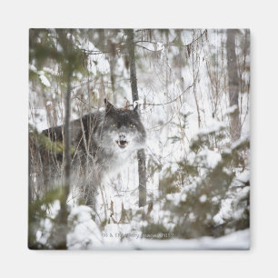 Imã Lobo na floresta no inverno