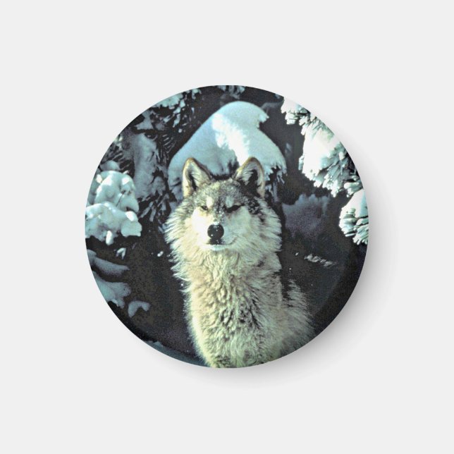 Imã Lobo Na Neve (Frente)