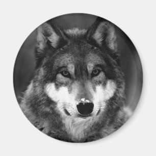 Imã Lobo Negro e Branco
