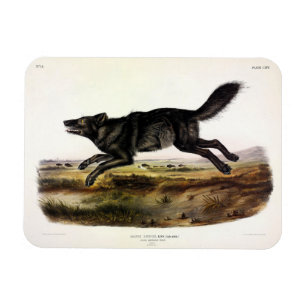 Ímã Lobo Negro, ou Lobo Americano Negro (Canis Lupus)