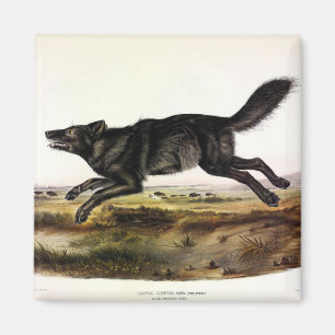Imã Lobo Negro, ou Lobo Americano Negro (Canis Lupus)