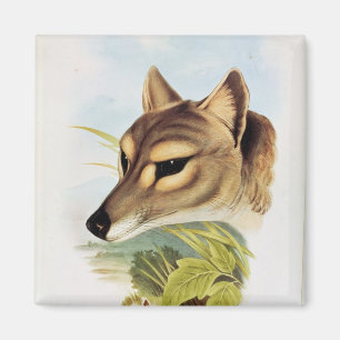 Imã Lobo ou tigre tasmaniano