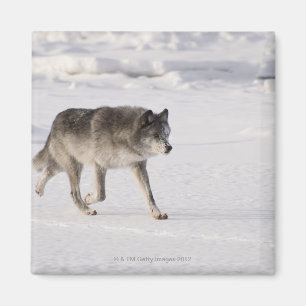 Imã Lobo que funciona na neve