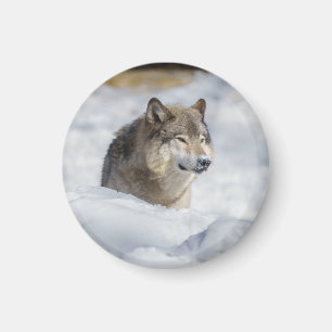 Imã Lobo Solitário em Neve