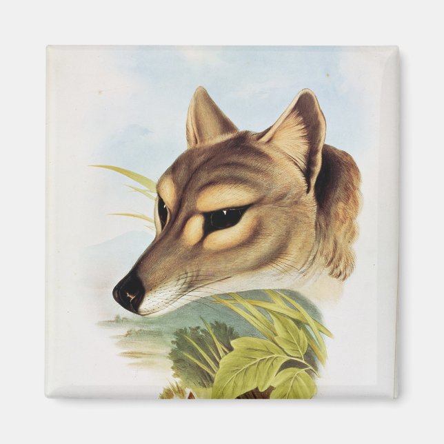 Imã Lobo Tasmânico ou Tiger (Frente)