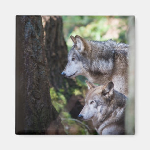 Imã Lobos cinzentos