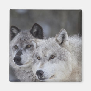 Imã Lobos (lúpus de Canus) de Yellowstone ocidental.