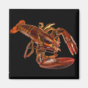 Imã Lobster