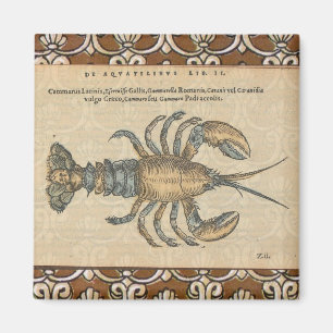 Imã Lobster Illustration Antique Maine Seafood