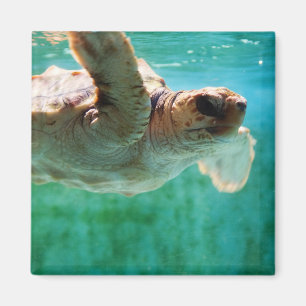 Imã Loggerhead #1 Magnet