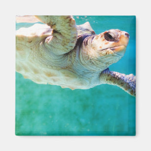 Imã Loggerhead #3 Magnet