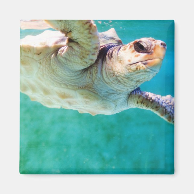 Imã Loggerhead #3 Magnet (Frente)