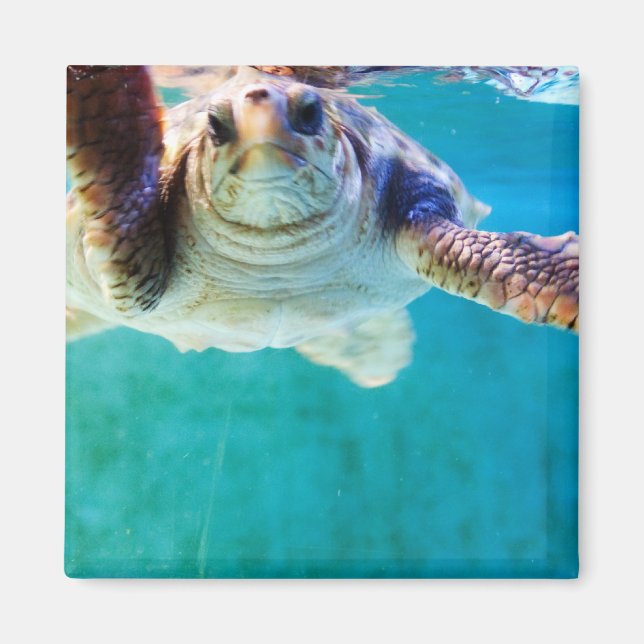 Imã Loggerhead #4 Magnet (Frente)